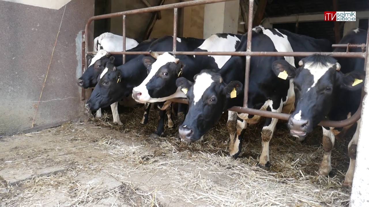 Marszałek w gminie Słupia (Jędrzejowska)