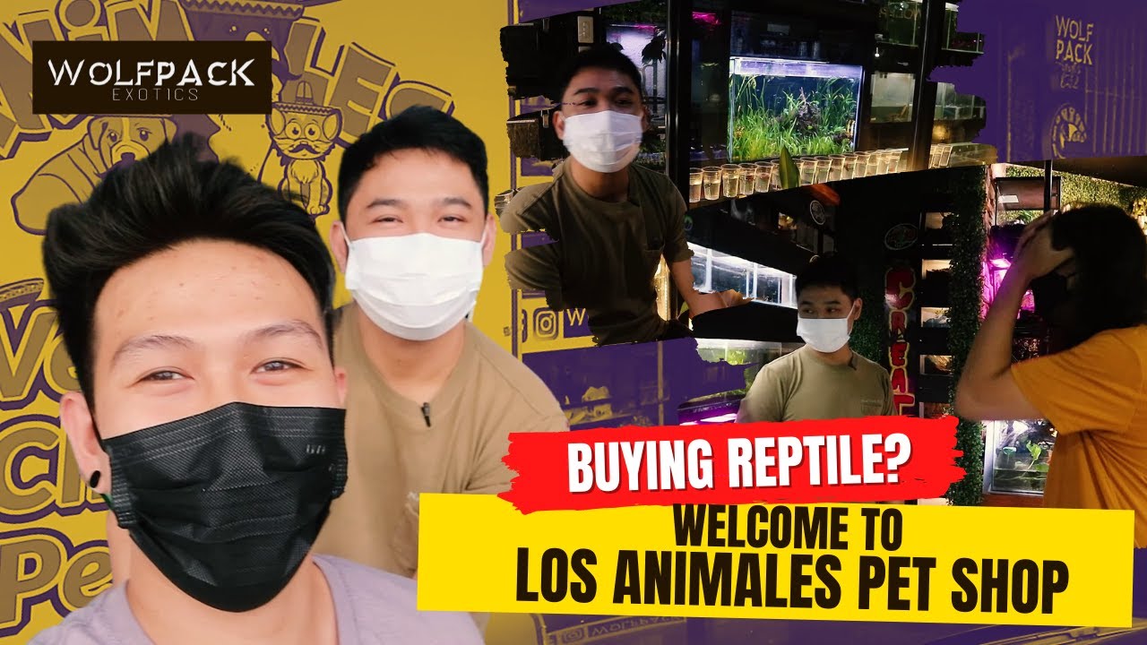 BUYING REPTILE? WELCOME TO LOS ANIMALES PET SHOP! | Wolfpack Exotics