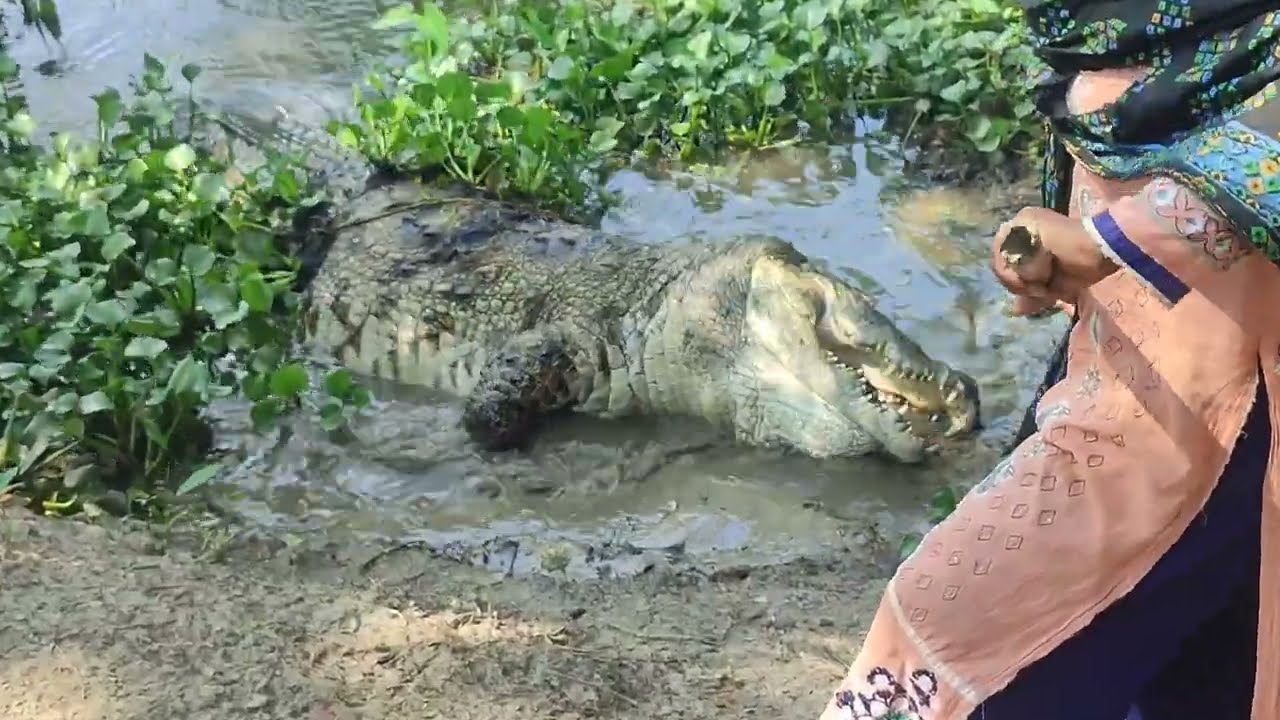 খান জাহান আলী মাজারের কালা পাহাড় কুমির