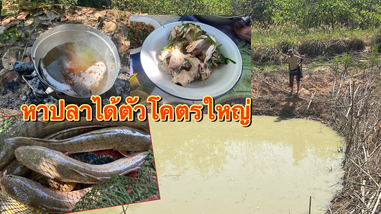 มาหาเลาะตึกแห อยู่นาได้ปลาค้อ โตโคตรใหญ่ โคตรลุ้น 