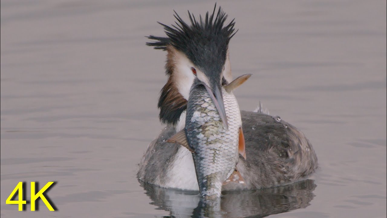 BIG FISH: Great Crested Grebe almost at its limit