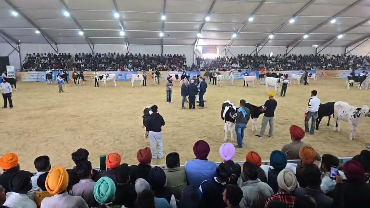 PDDA Jagrao Live ਐੱਚ ਐਫ ਖੀਰੀਆ ਫਾਇਨਲ ਮੁਕਾਬਲਾ |kuldeep dairy farm is live!
