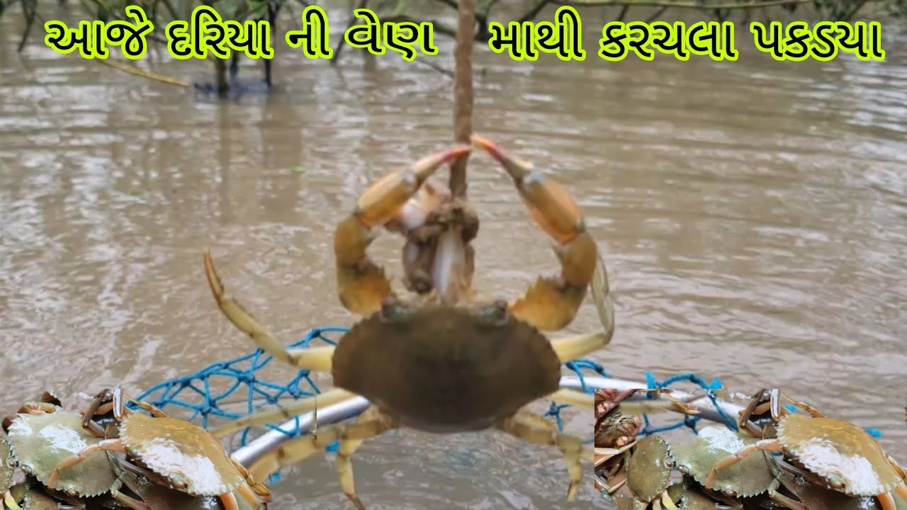 આજે તો દરીયાની વેણ માથી મોટા કરચલા પકડયા...#bigcrab#crabfishing#દરીયા ના રાજા#trendingtopic#