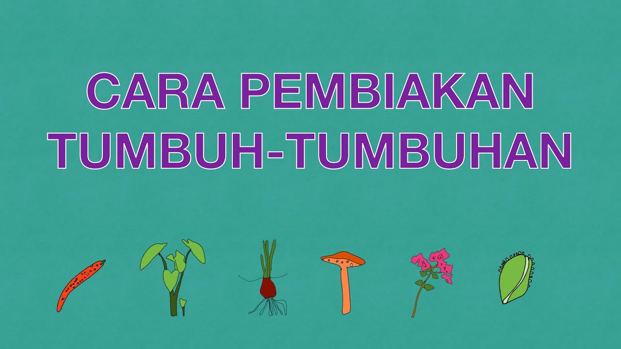 Sains Tahun 3: Cara Pembiakan Tumbuh-tumbuhan #cikgooTube #CikguZoul