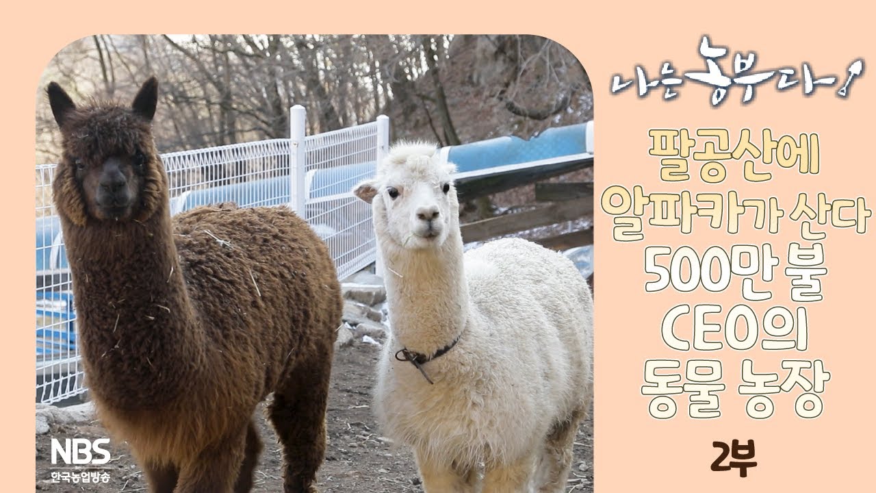 [나는농부다 285회 2부] 팔공산에 알파카가 산다 5백만 불 CEO의 동물 농장
