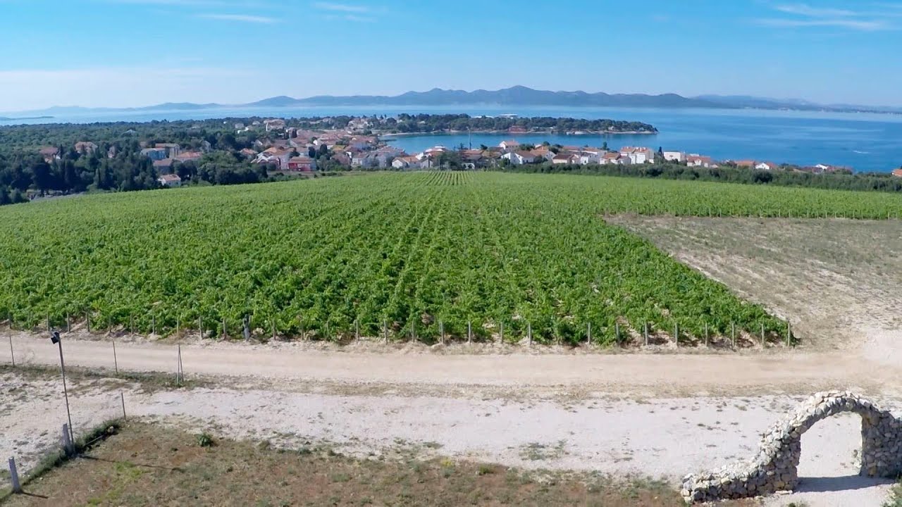 Winery THE ROYAL VINEYARDS Zadar