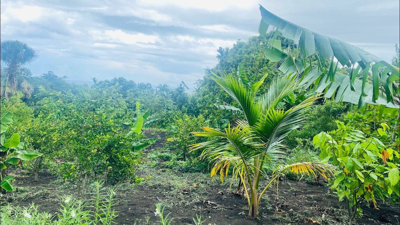 UNA FINCA FRUCTIFERA DE OPORTUNIDAD EN EL CAMPO MARI VAZQUEZ DE PUERTO PLATA,REPUBLICA DOMINICANA