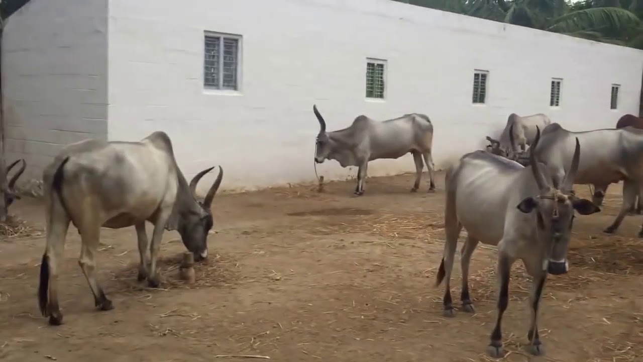 Senaapathy kangayam cattle research foundation