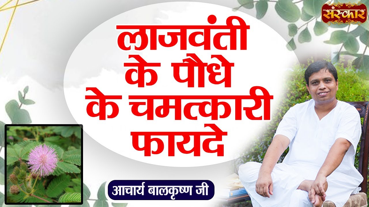 लाजवंती के पौधे के चमत्कारी फायदे | Benefits of Lajwanti | Acharya Balkrishna Ji Ke Nuskhe~SanskarTV
