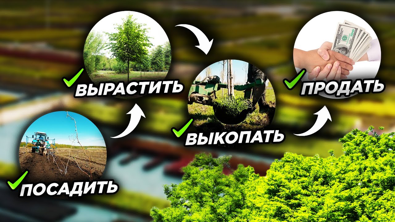 🌳💰