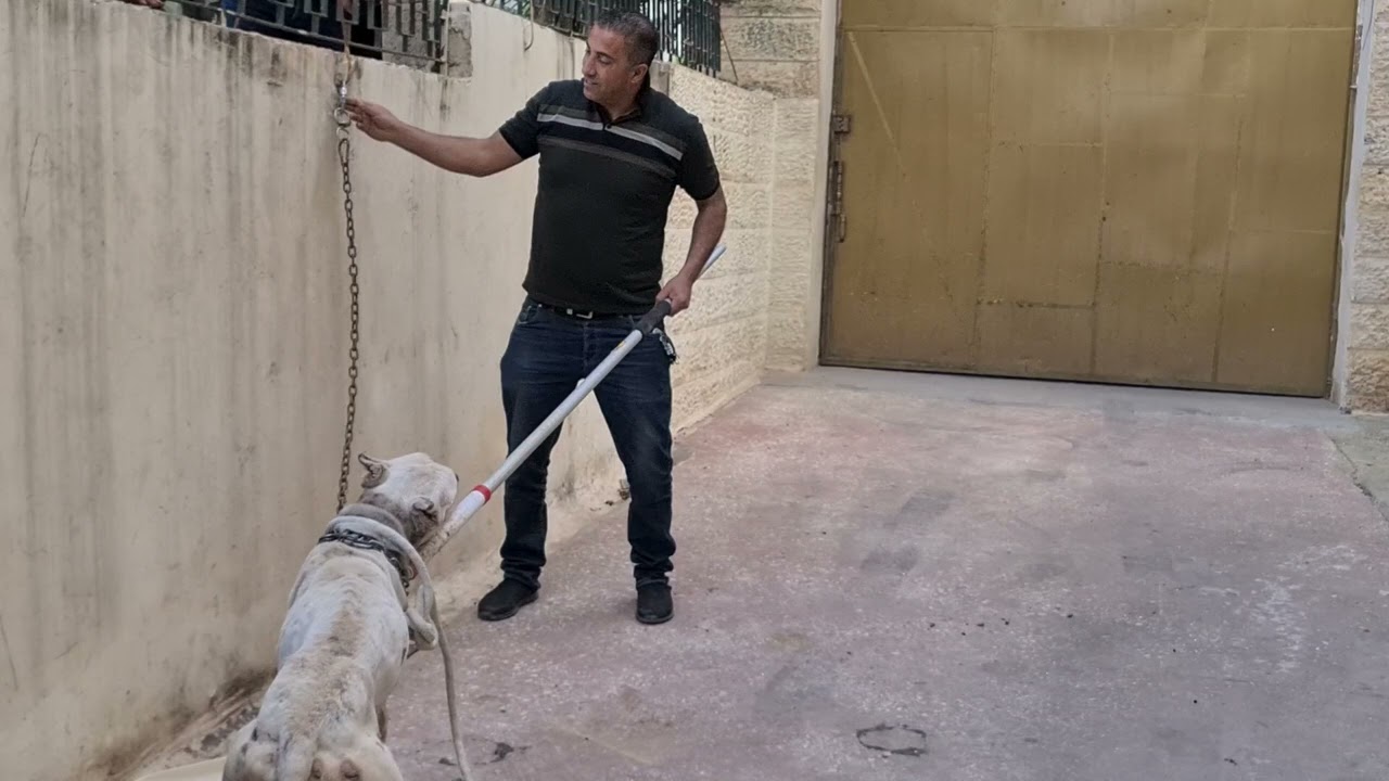 قرر صاحبه الاستغناء عنه بعد ان قضى على كلبين الدوجو الارجنتيني مع جمال العمواسي