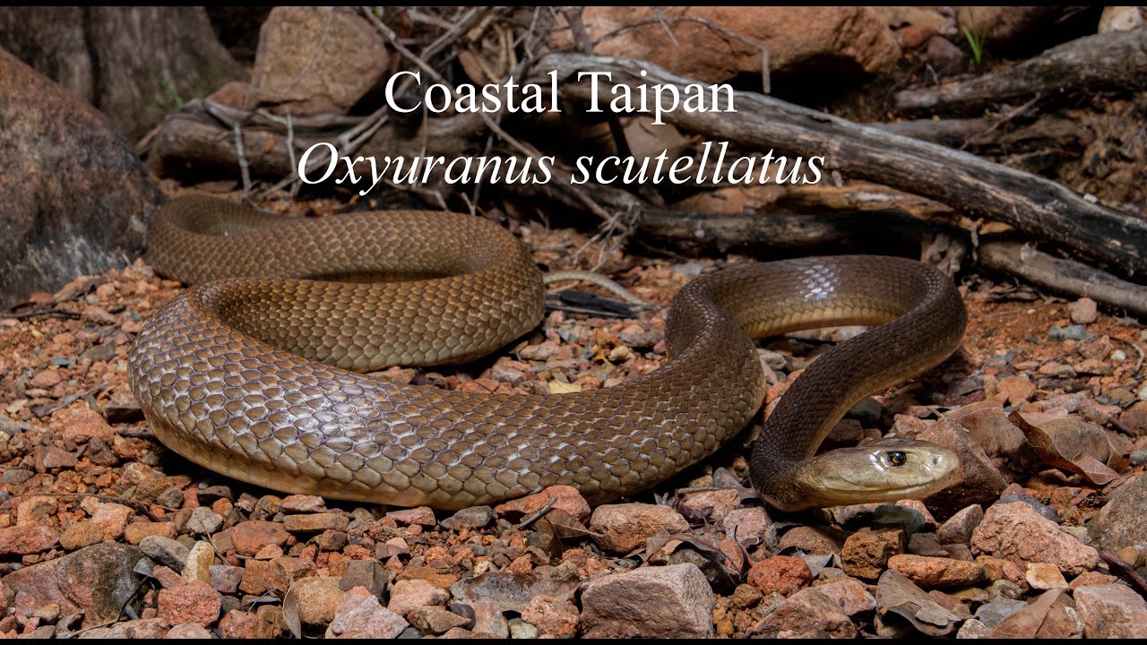 Coastal Taipan (Oxyuranus scutellatus)