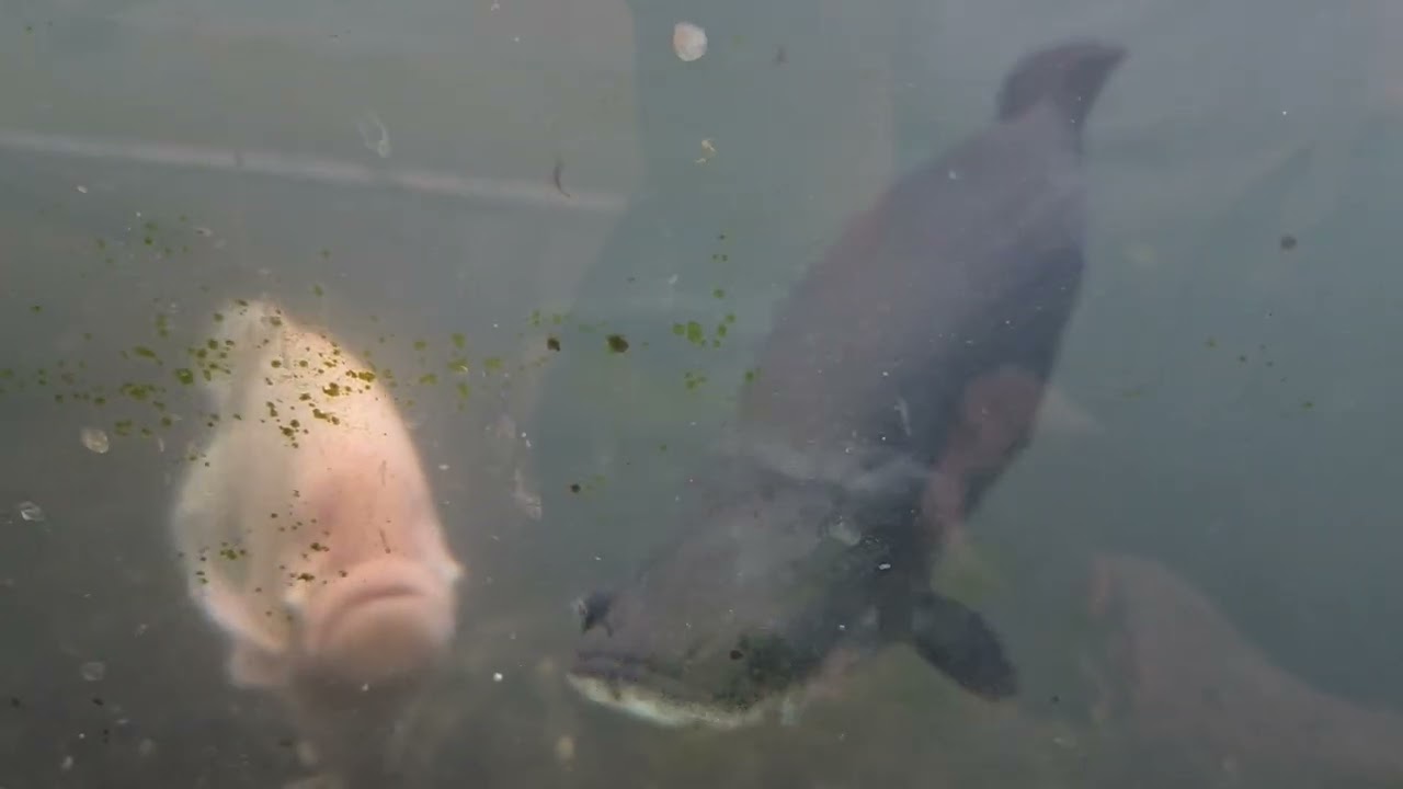 Monster pond close up... addictive and enjoyable 