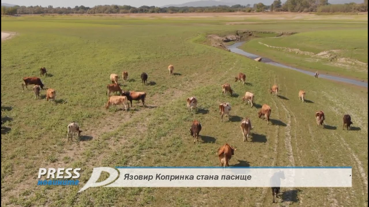 Язовир Копринка стана пасище