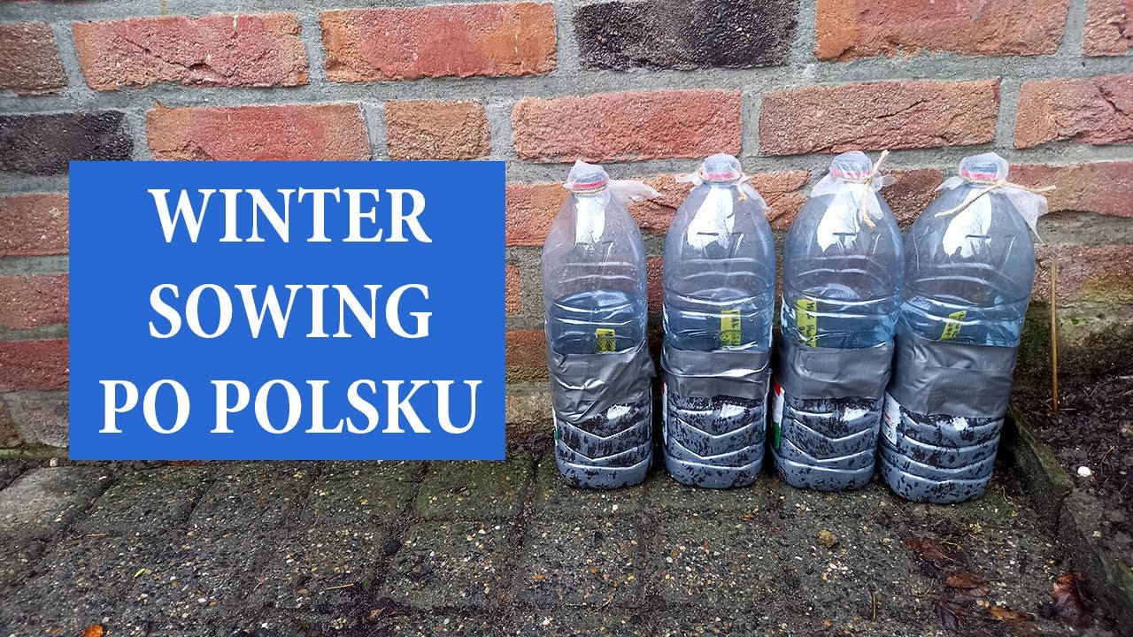 ZIMOWY WYSIEW ROŚLIN w butelkach / Co wysiać w styczniu / Tania rozsada / MrsGarden