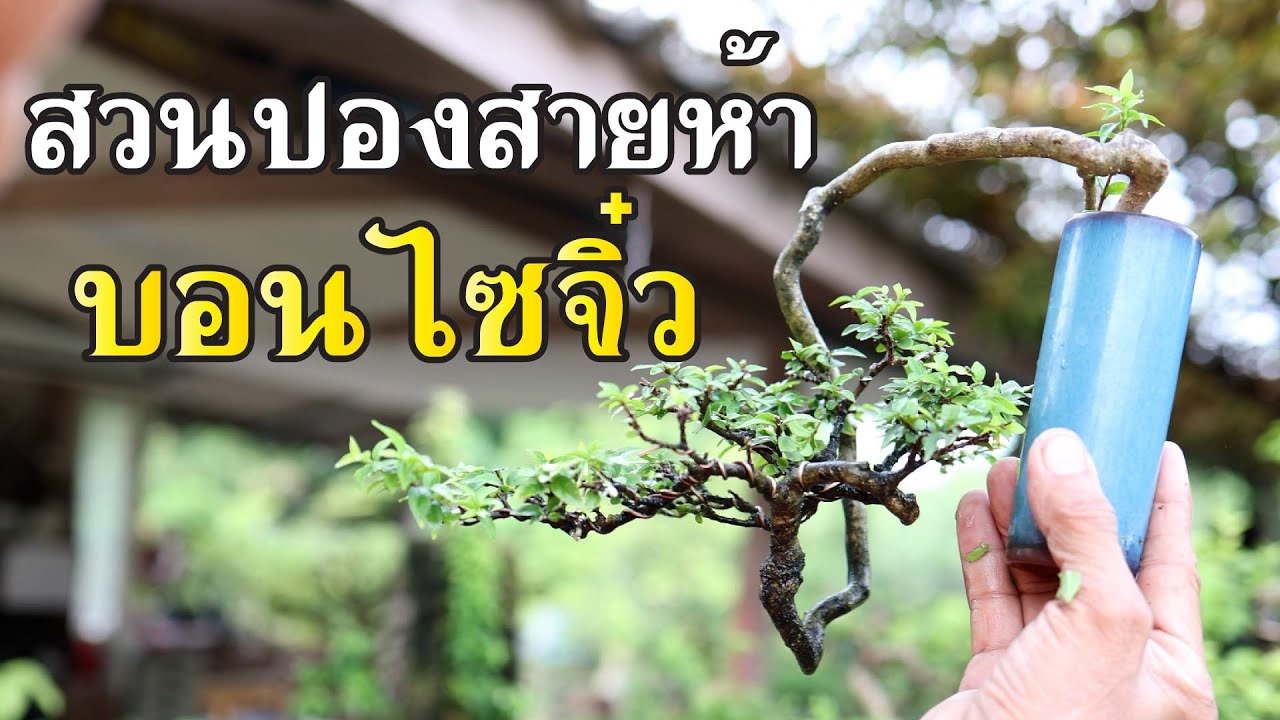 บอนไซจิ๋ว ทัวร์สวนบอนไซปองสายห้า กันยายน 2567