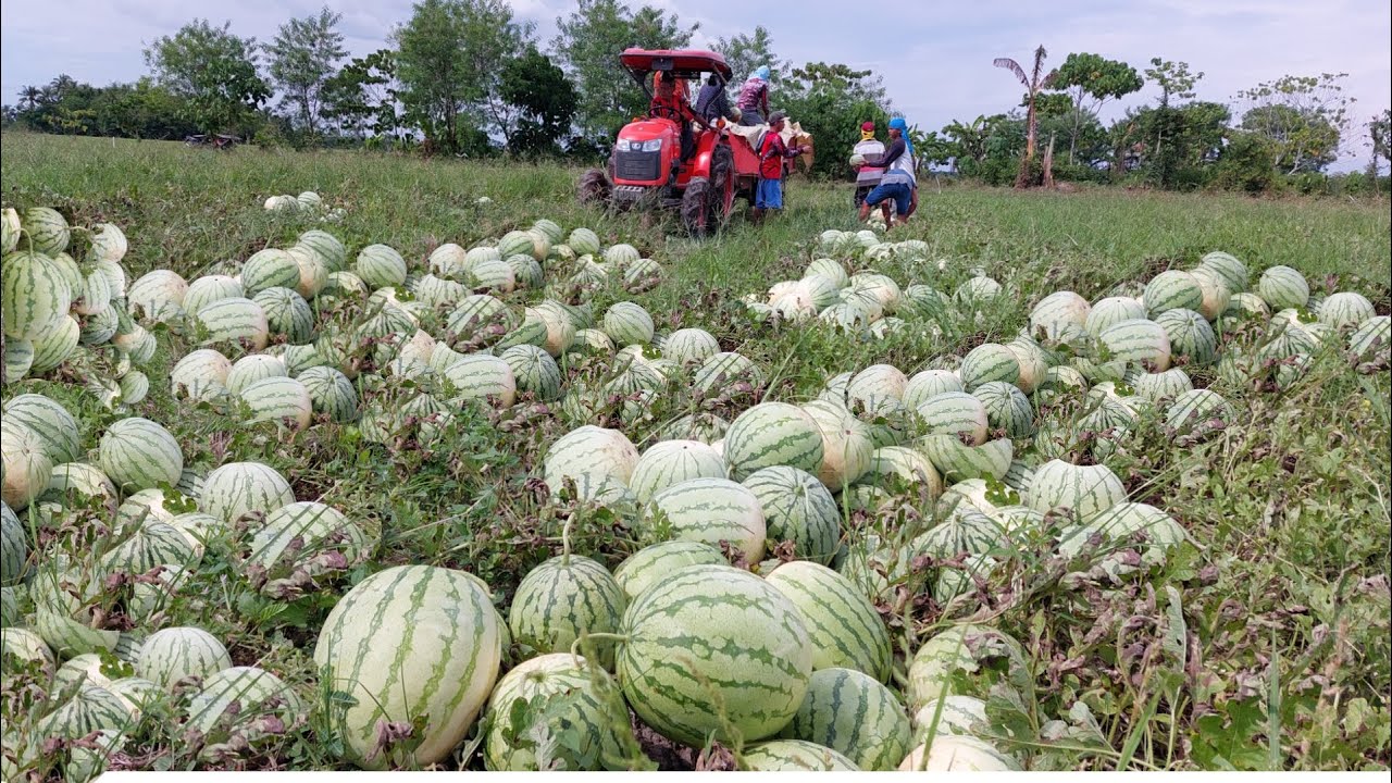How to Troubleshoot Pest and Diseases problem in Watermelon Farming
