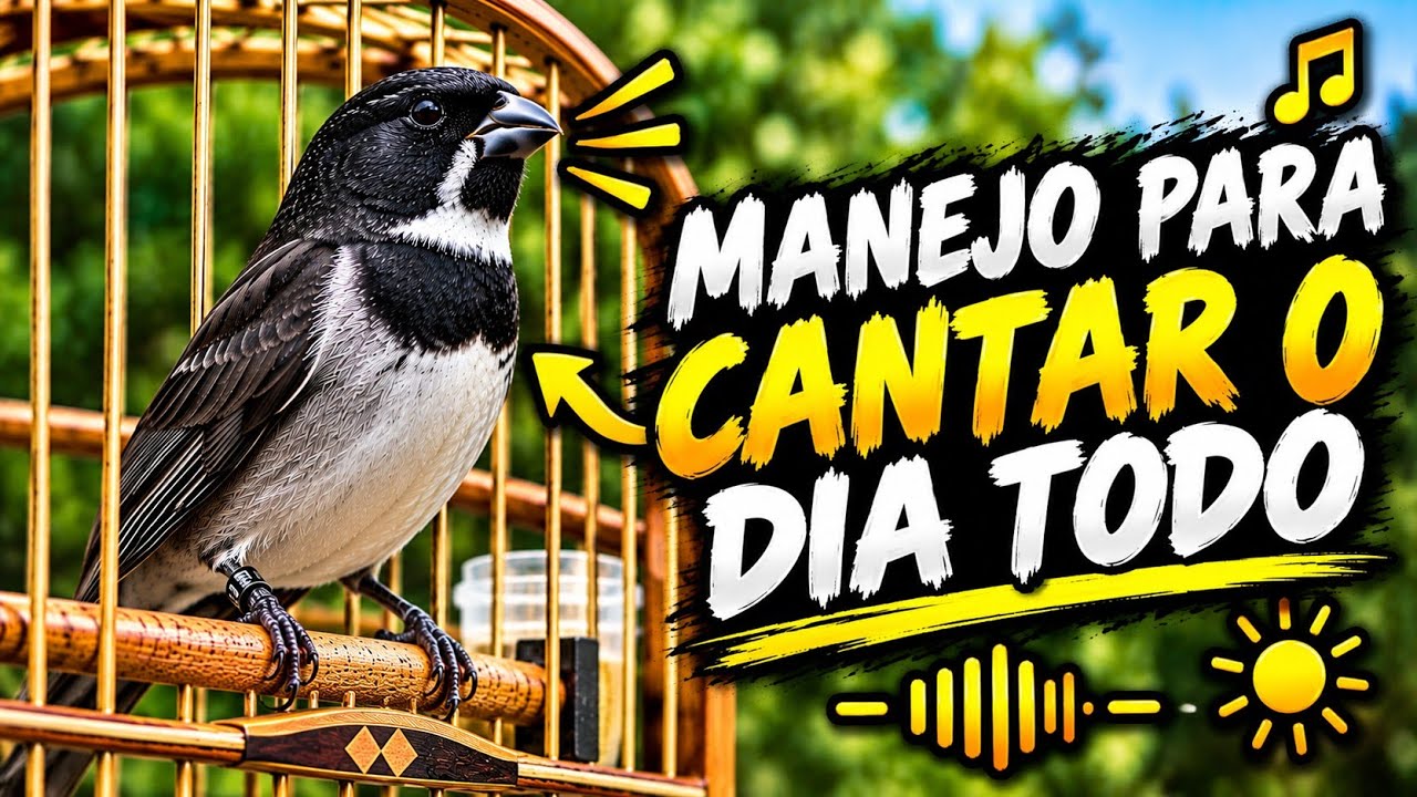 MEU COLEIRO SÓ CANTA PELA MANHÃ - FÁCIL RESOLVER