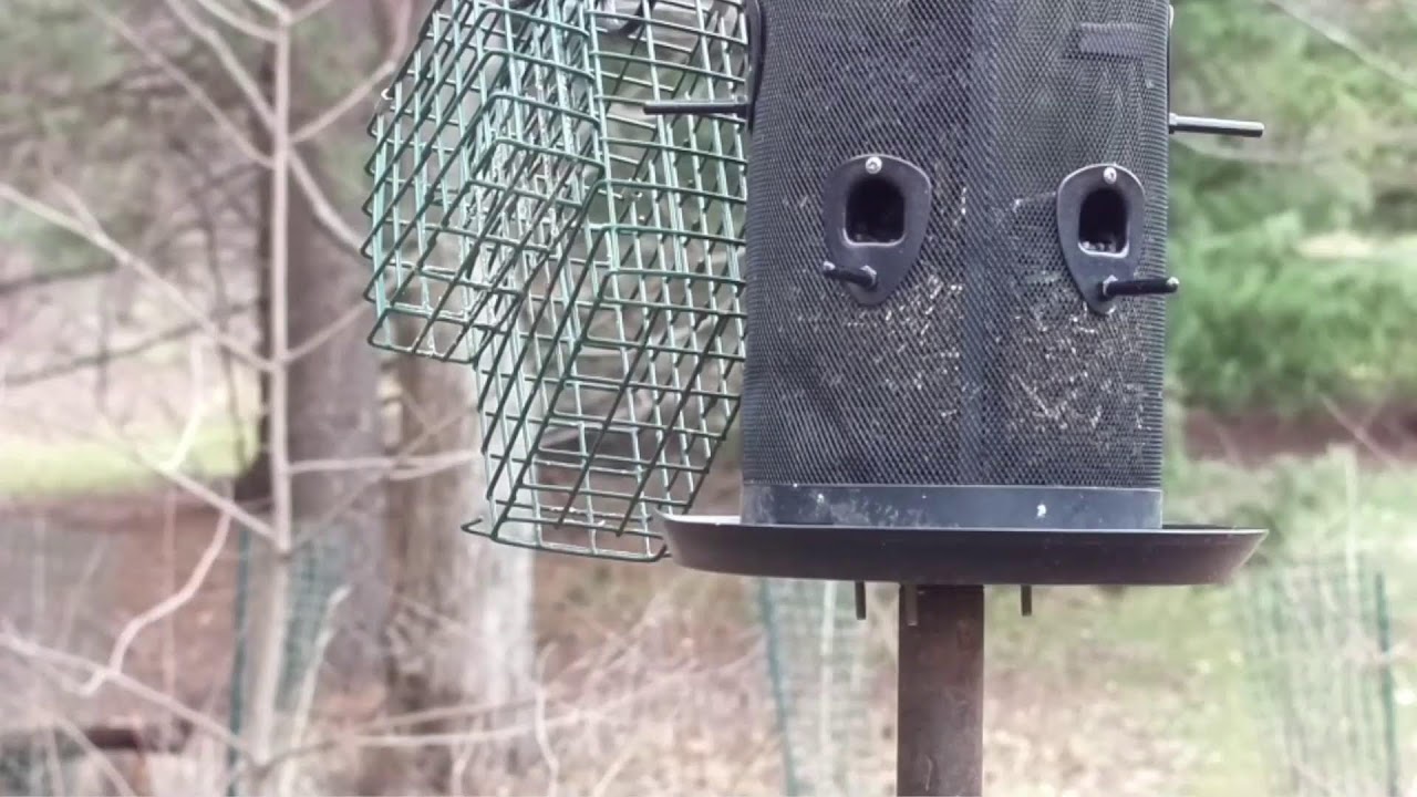 Live - Bird Feeder  Cam - Stow OH