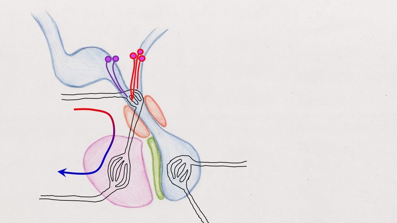 sistema circulatorio y sistemas porta