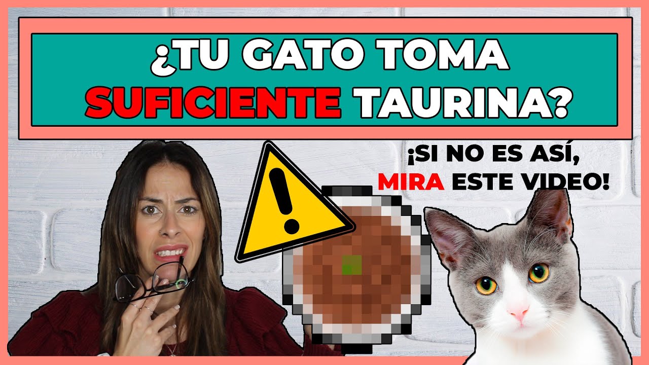 TAURINA EN LOS GATOS 🙀| ALIMENTOS que podrían MATAR a tu GATO❌