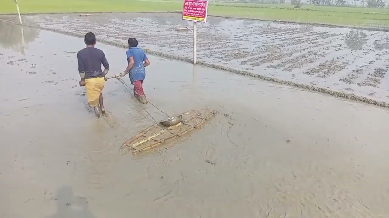 ধান লাগানোর আগেই জমিতে সার দেওয়া হচ্ছে।।#farming #agriculture #agriculture 