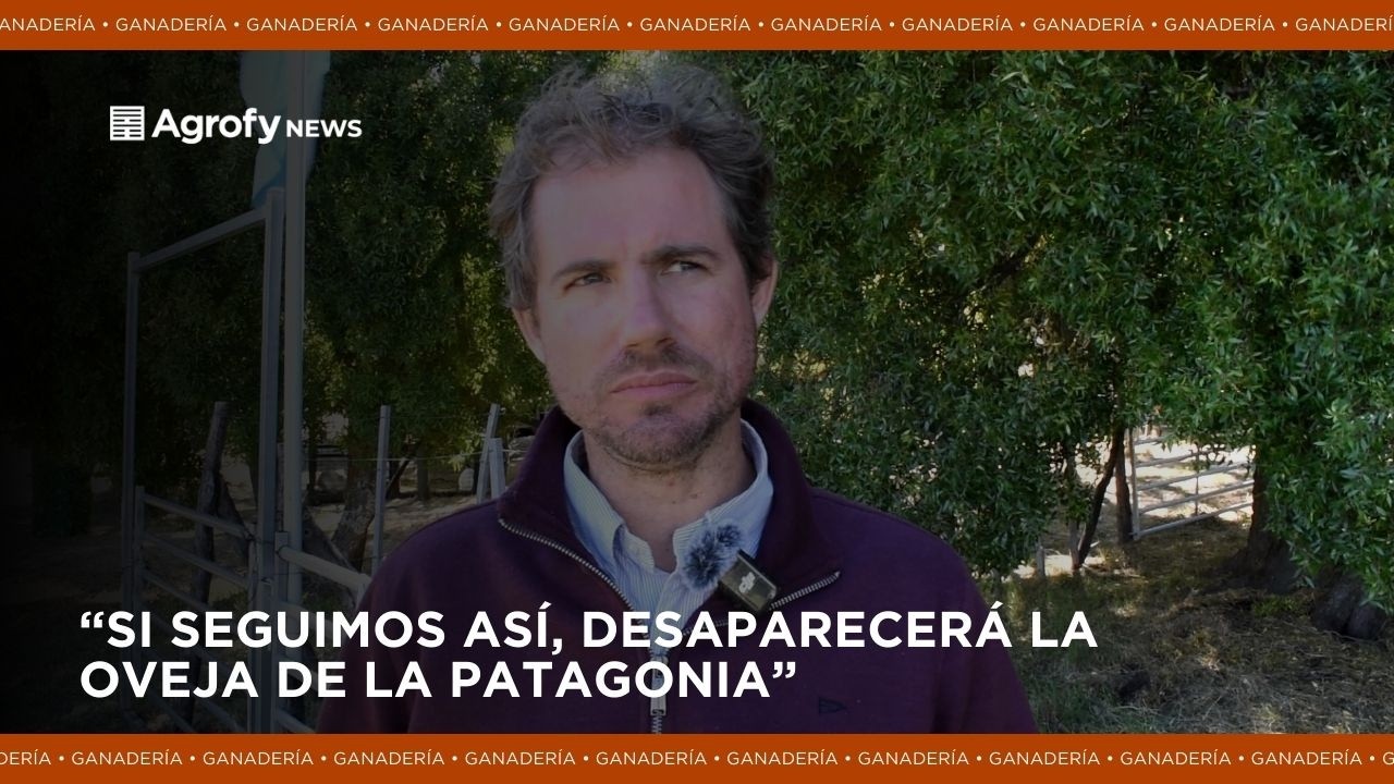 ¿Fin del cordero patagónico? “Si seguimos así, desaparecerá la oveja de la Patagonia”
