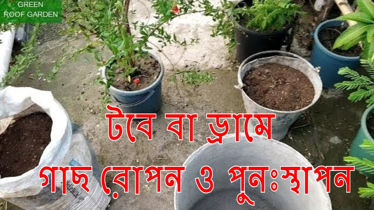টবে বা ড্রামে গাছ রোপন ও পুনঃস্থাপন (Final Plantation in Pot or Drum) Bangla