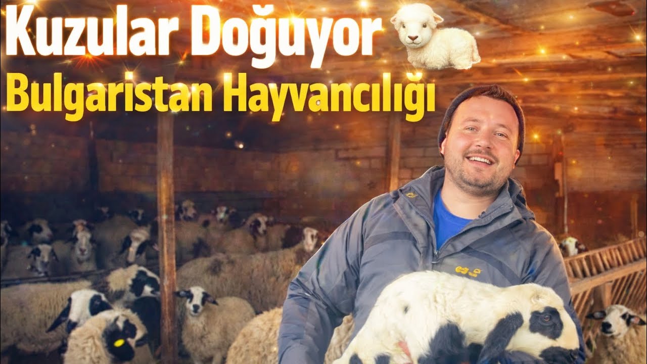 Bulgaristan&rsquo;ın doğasında canlanan yaşam! Kuzularımız doğuyor, Yeni bir hayat