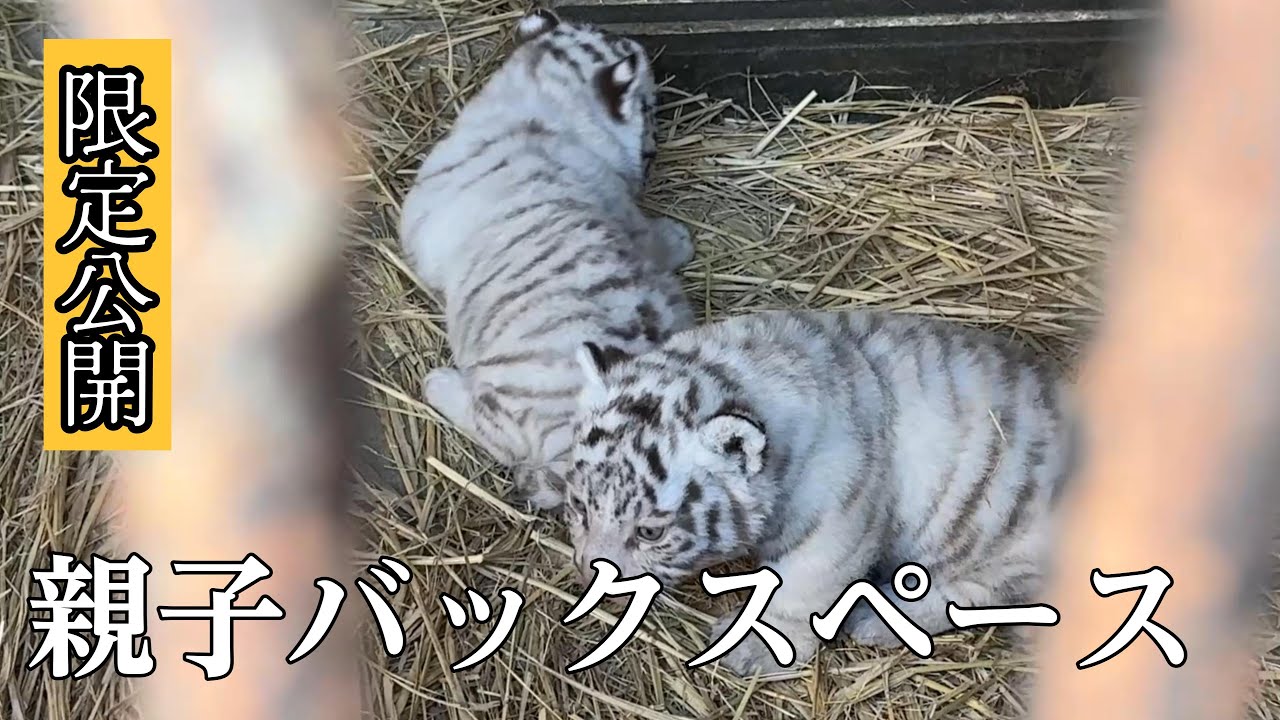 番外編 ホワイトタイガーのよちよち赤ちゃん見てきました【‎2024年12月16日】【東武動物公園】【番外編】