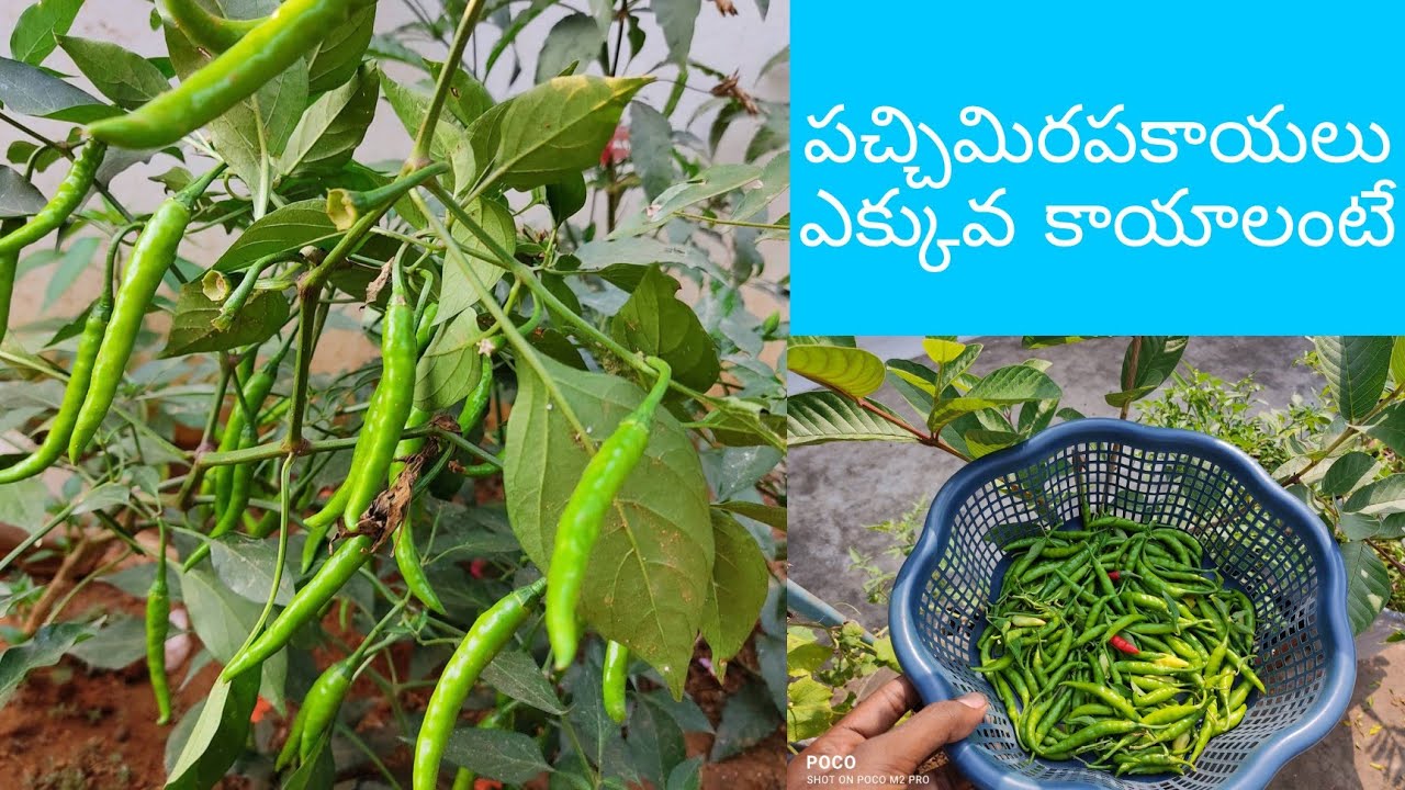 8 Tips to grow chilli plants at home in Telugu//పచ్చిమిరపకాయలు ఎక్కువ కాయాలంటే