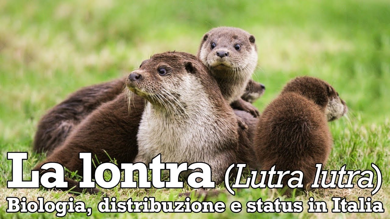 La lontra - biologia, distribuzione e status in Italia