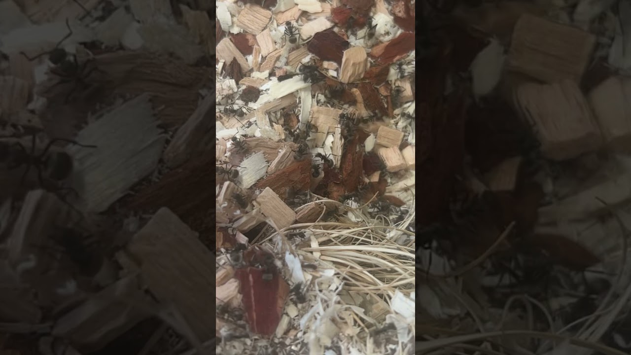Polyrhachis dives 