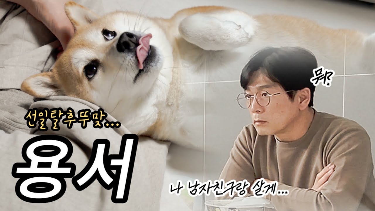 잘못했을 때 무릎에 머리통 비비면서 사과하는 강아지 (+아빠한테 분가한다고 말한날...😱)