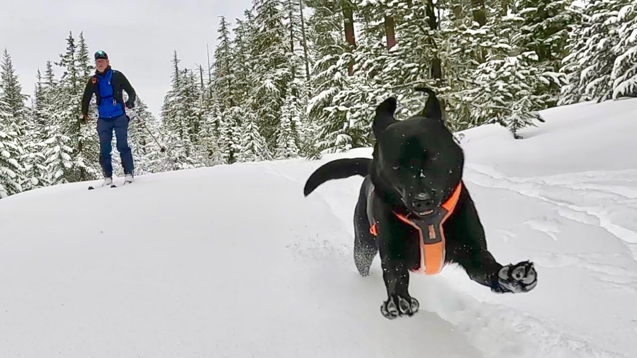 Spring Backcountry Nordic Ski with my Dog | Does the Barlow Butte Hut Exist?