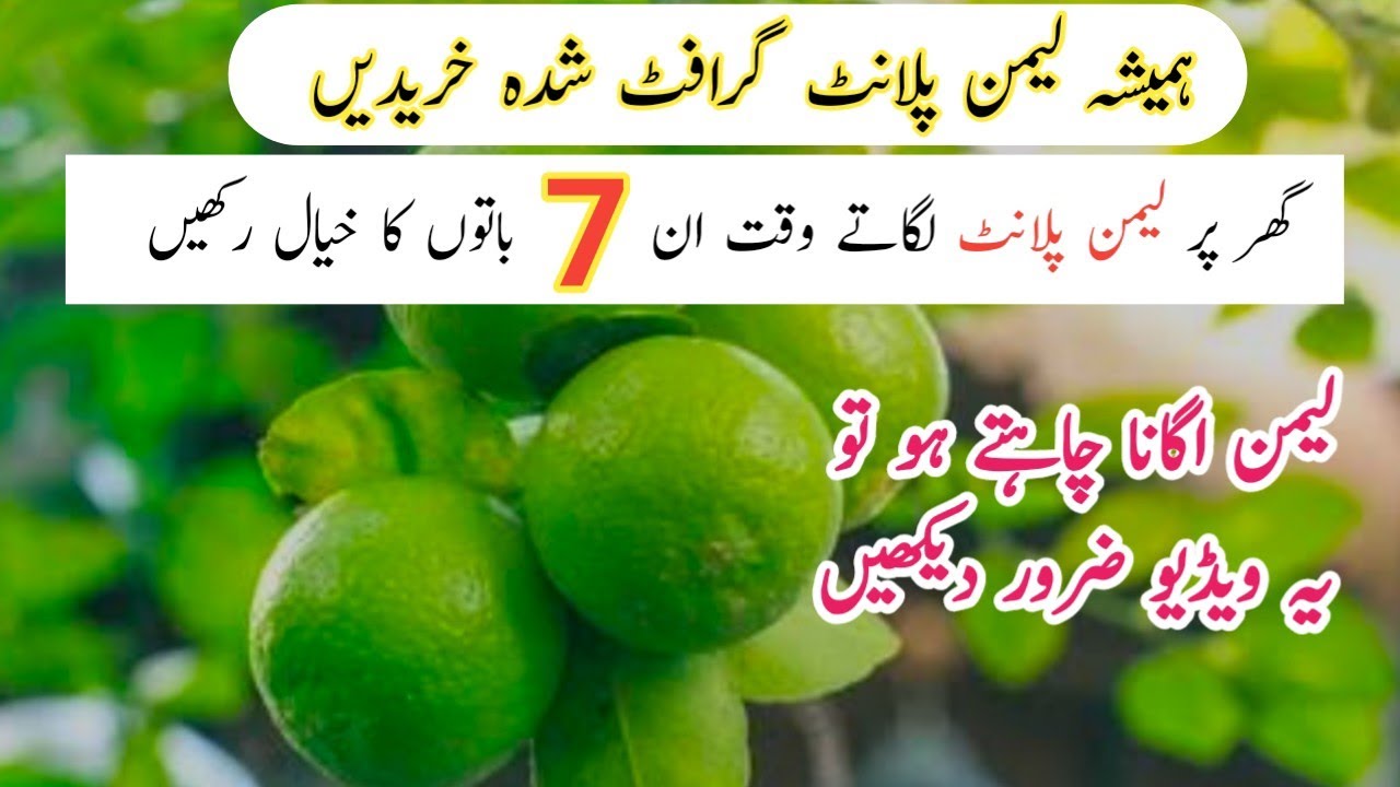 Nimbu ugane ka tarika | Top 7 tips for lemon plant | Lemon care | Fertilizer for lemon.