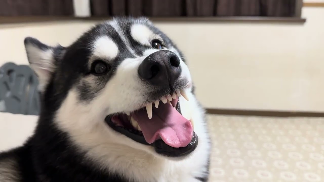 ムッキー顔レオに文句言うちゃーとあろん#大型犬のいる生活 #シベリアンハスキー #多頭飼い #いぬのきもち #ハスキー犬 #大型犬 