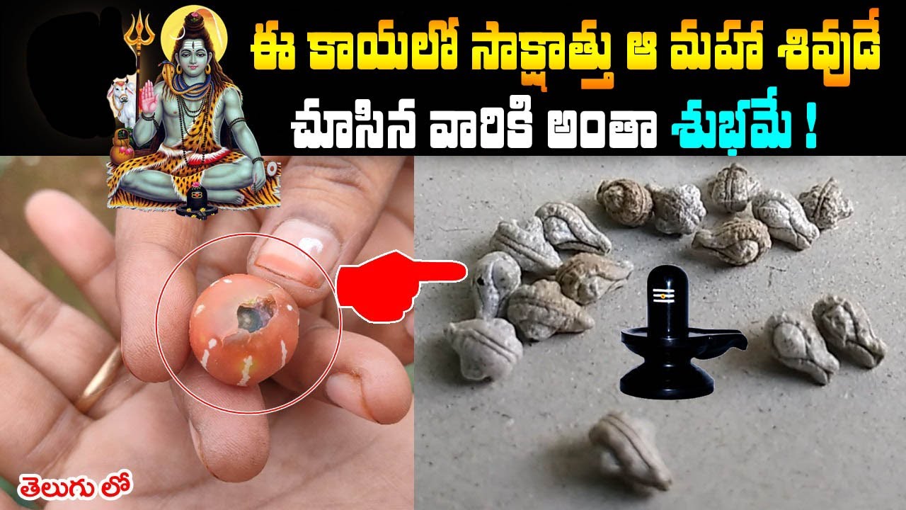 ఈ కాయలో సాక్షాత్తు ఆ మహా శివుడే ఉన్నాడు ! చూసినవారికి అంతా శుభమే ! || Amazing ! Shivalinga Kaya