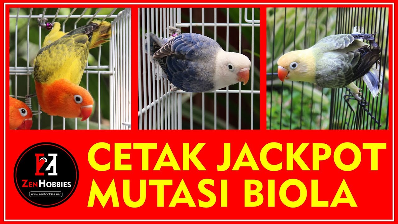 CARA PALING TEPAT CETAK JACKPOT MUTASI BIOLA