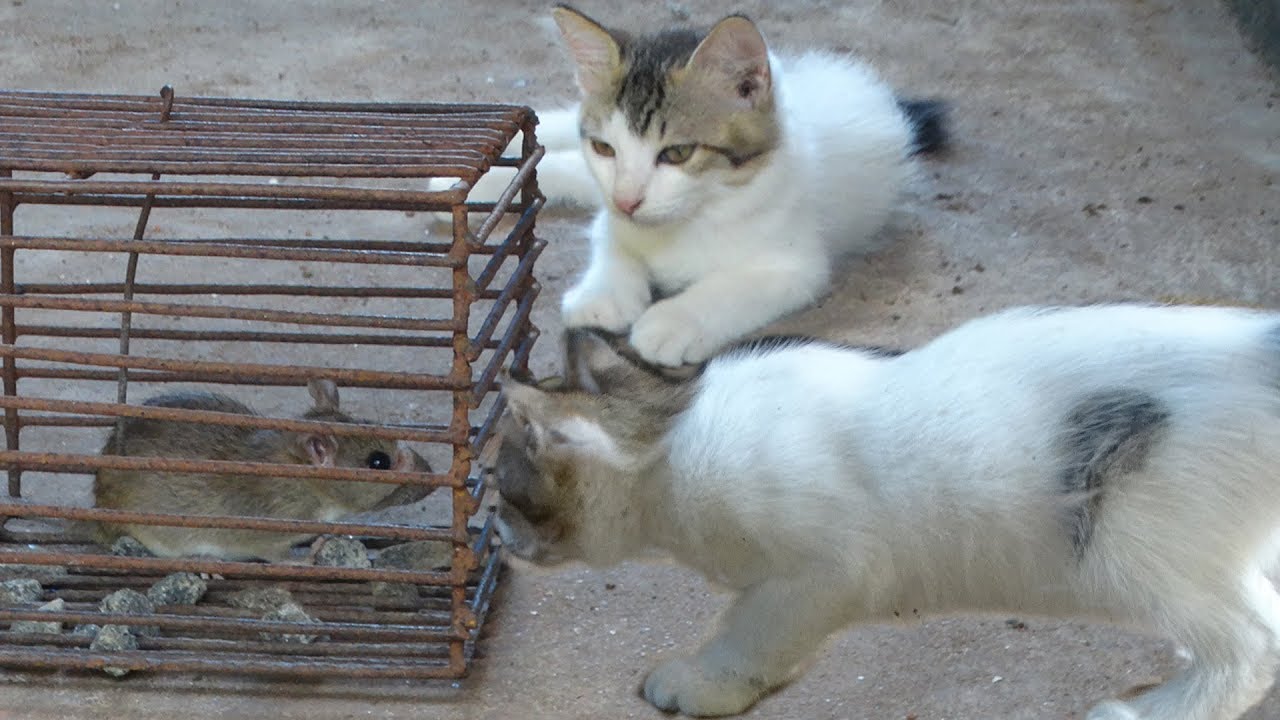 Cat Trying To Catch Scared rat--Funniest moments of cats