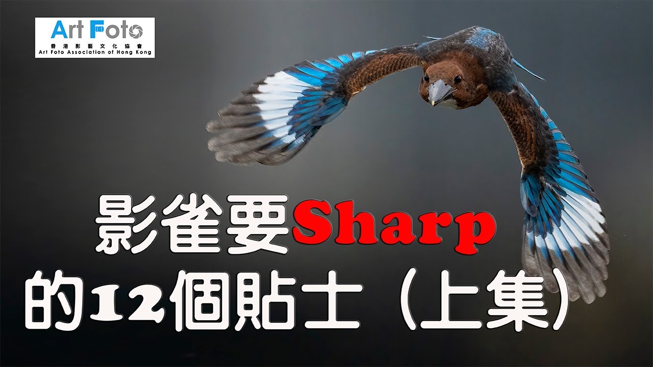 【攝影教學 #519 攝影講場 #49】影雀要Sharp的十二個貼士（上集）(CC 中文字幕) - Alex Fung FRPS, GMPSA, EFIAP/p