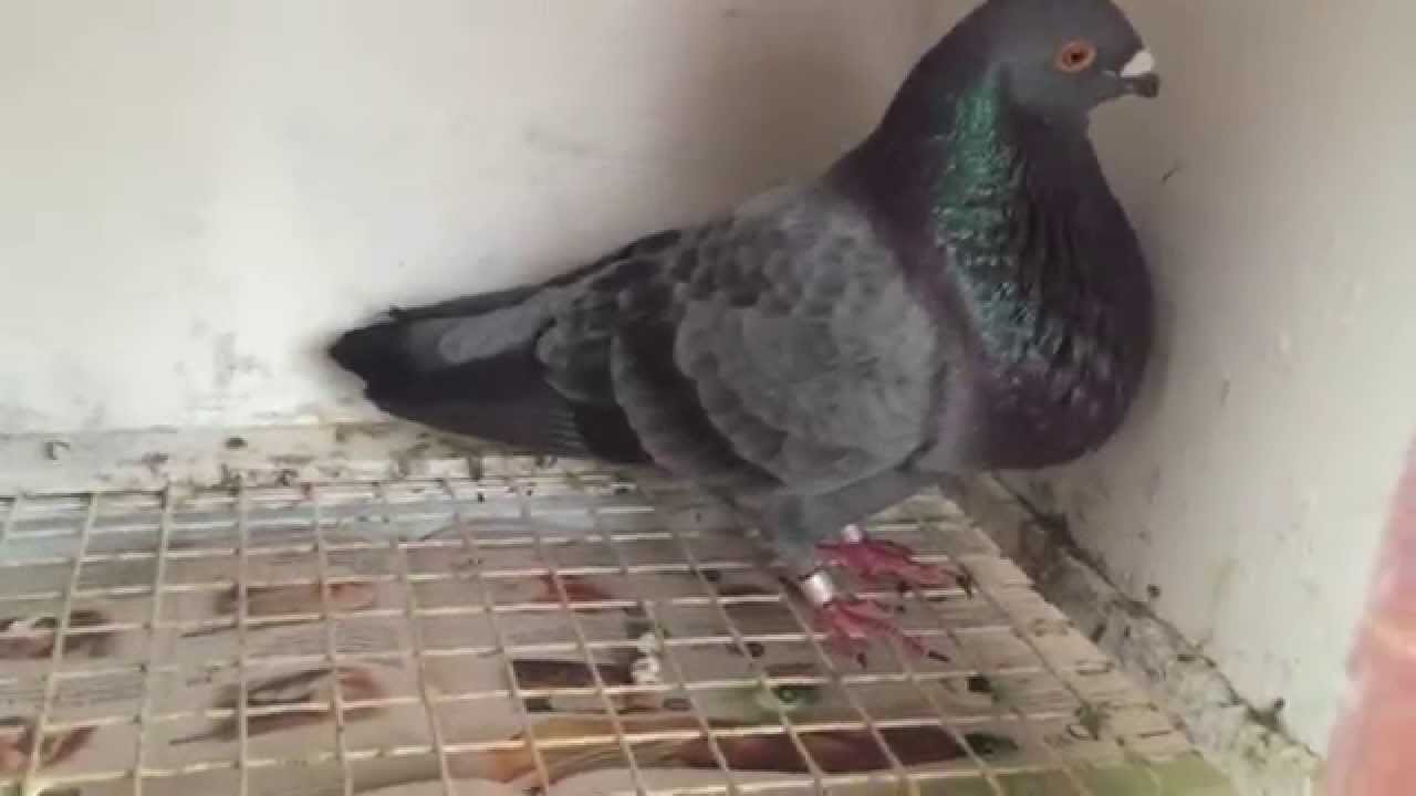 Ceniso Cock Cuban Pouter Palomo Cubano
