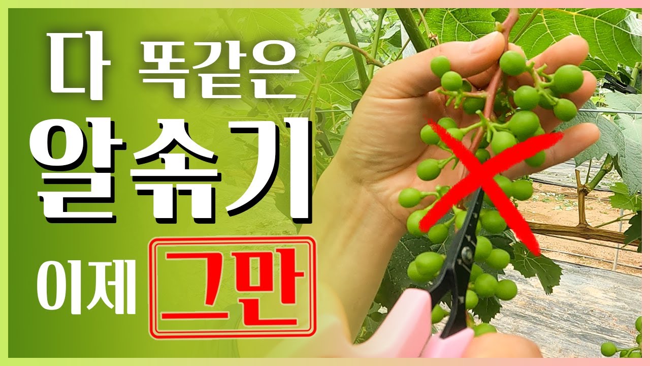 농사도 사업이다! 샤인머스켓 알솎기를 하는 진짜 목적, 농사 사업의 큰 방향을 좌우한다!