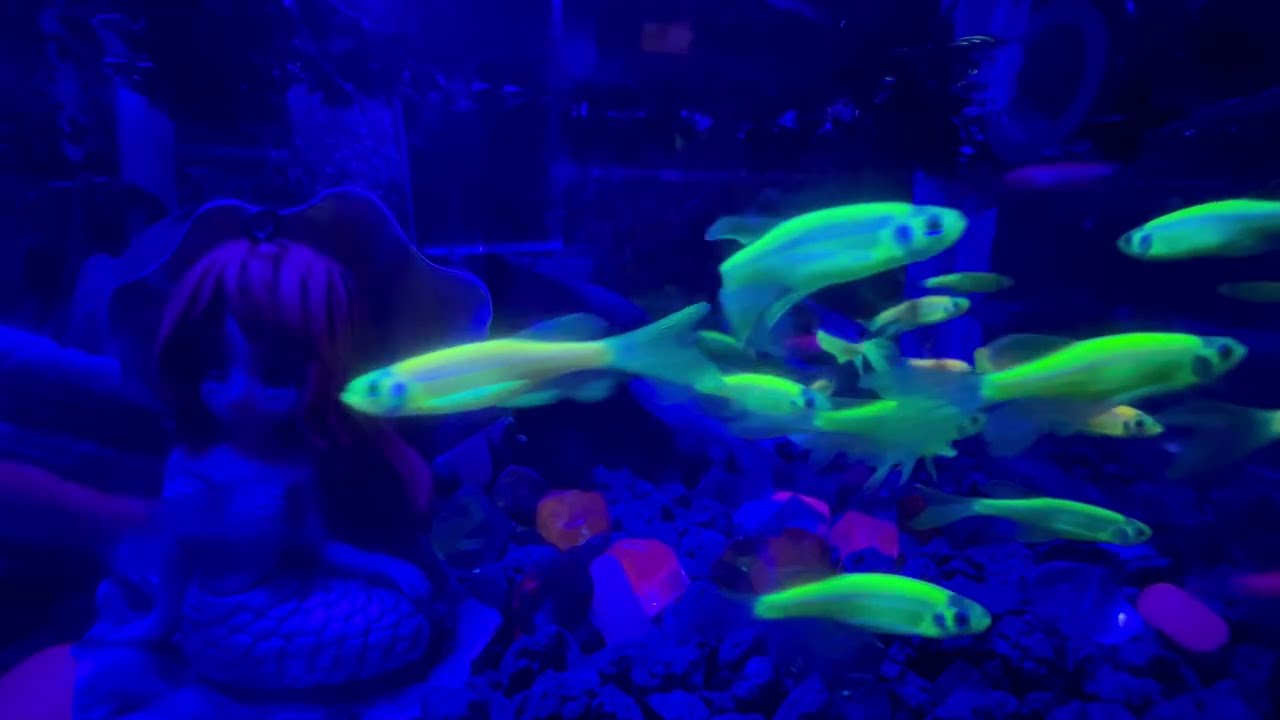 3 Hours of Aquarium Fish Relaxing Music — Peaceful Ocean Sounds for Sleep & Study