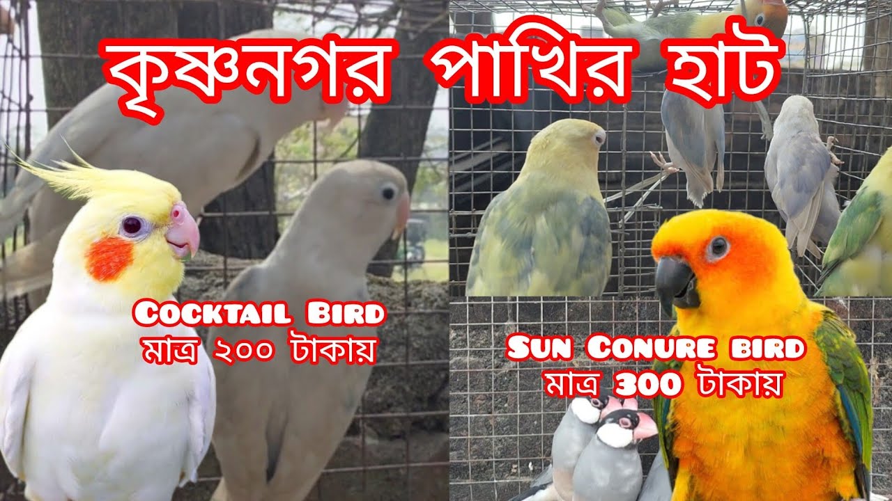 Krishnanagar bird market #birds #birdsmarket #birdspecies #vairalvideo 
