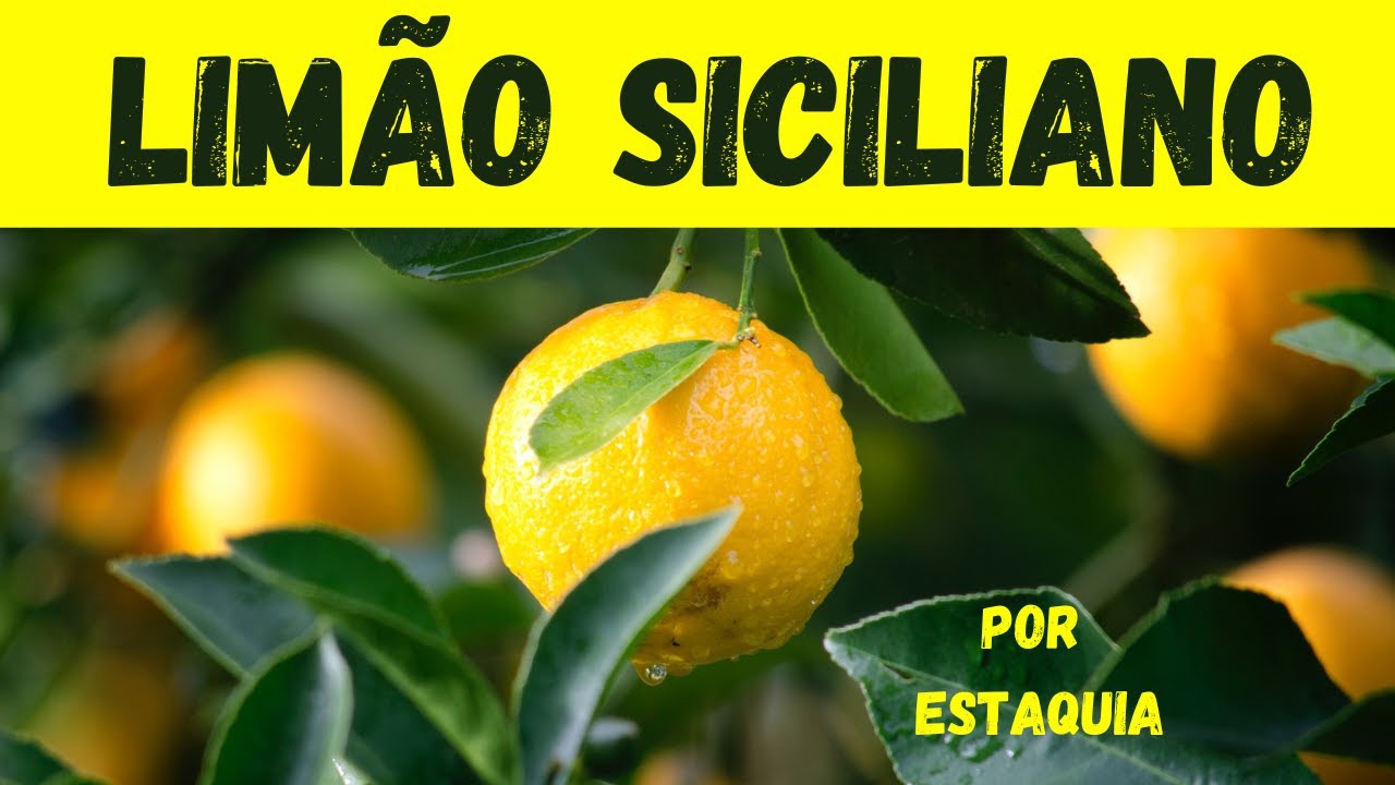 Como fazer estaquia de Limão Siciliano, com resultado