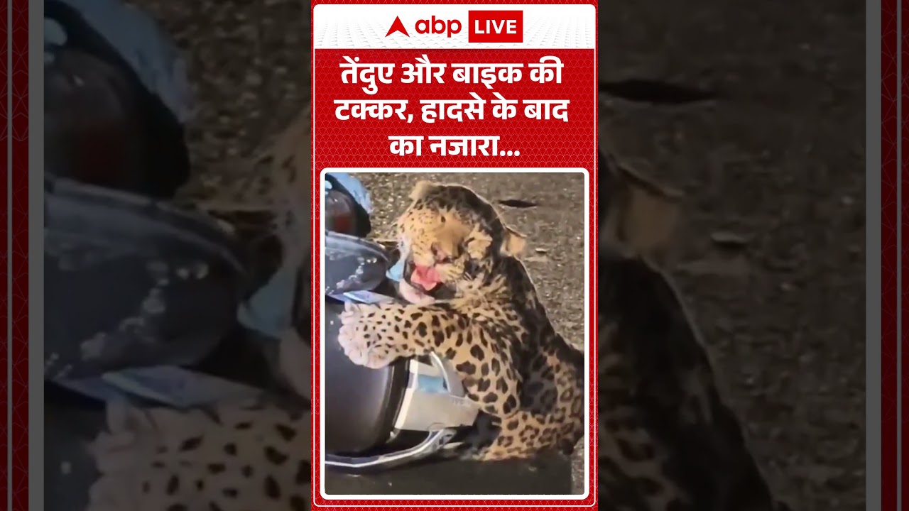 Viral News  : तेंदुए और बाइक की टक्कर, हादसे के बाद का नजारा |  #SurvivalInstinct #ViralVideo