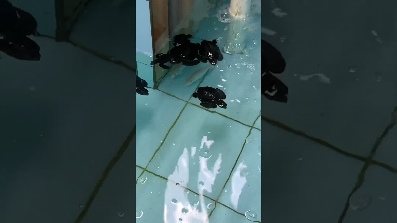 BAYI PENYU SISIK 🙀 #hewan #shorts #viral #fyp