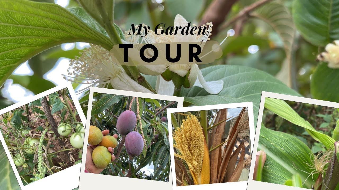 Mini Vlog: Garden tour || experiment successfully completed on planting popcorn 🍿 