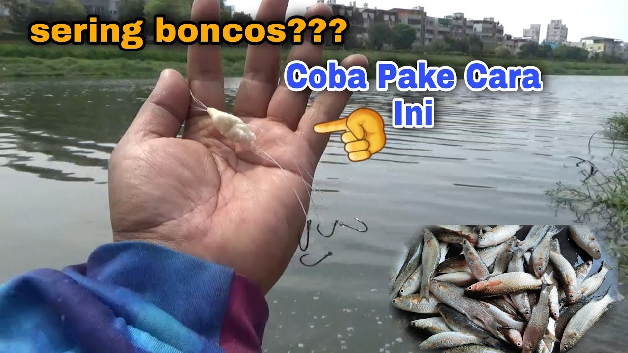 Cara Jitu Mancing Ikan Belanak Pakai Umpan Roti Tawar Diatas Mata Kail @AMJMANIA